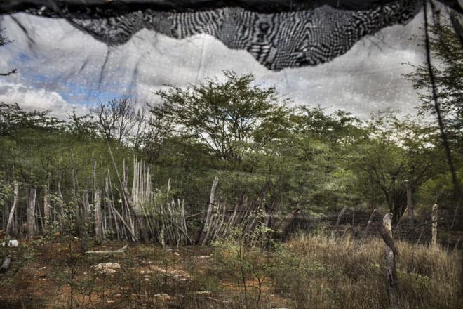 Green caatinga, the native woodsy vegetation that characterizes the Sertão, seen through a green house mesh at the Centro de Formaçao Dom Jose Rodrigues, a not-for-profit center that teaches college students to breed and rear goats, reforest native plants, and agriculture techniques specific for the region.