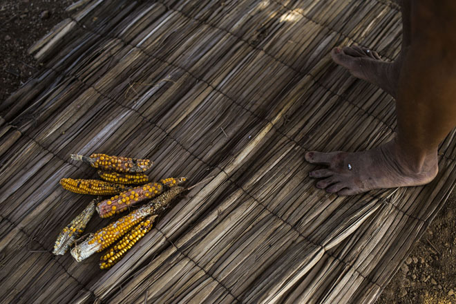 “It has been three years of planting on this land. The river never returned so I never left," said farmer Joselita Antunes dos Reis, 53, who saved the last of the corn to replant along the canals of the São Francisco River and Sobradinho Reservoir, in the state of Bahia, Brazil, on Wednesday, Nov. 11, 2015. She began fishing when she met her husband, a fisherman, but when he died last year to cancer, she returned to farming. She was a migrant who lived in São Paolo, while her six children stayed with her parents in the Sertão. She was domestically abused by a relative while living in São Paolo and eventually returned home. Since her husband's passing, she now plants on the islands that have emerged from the drought.