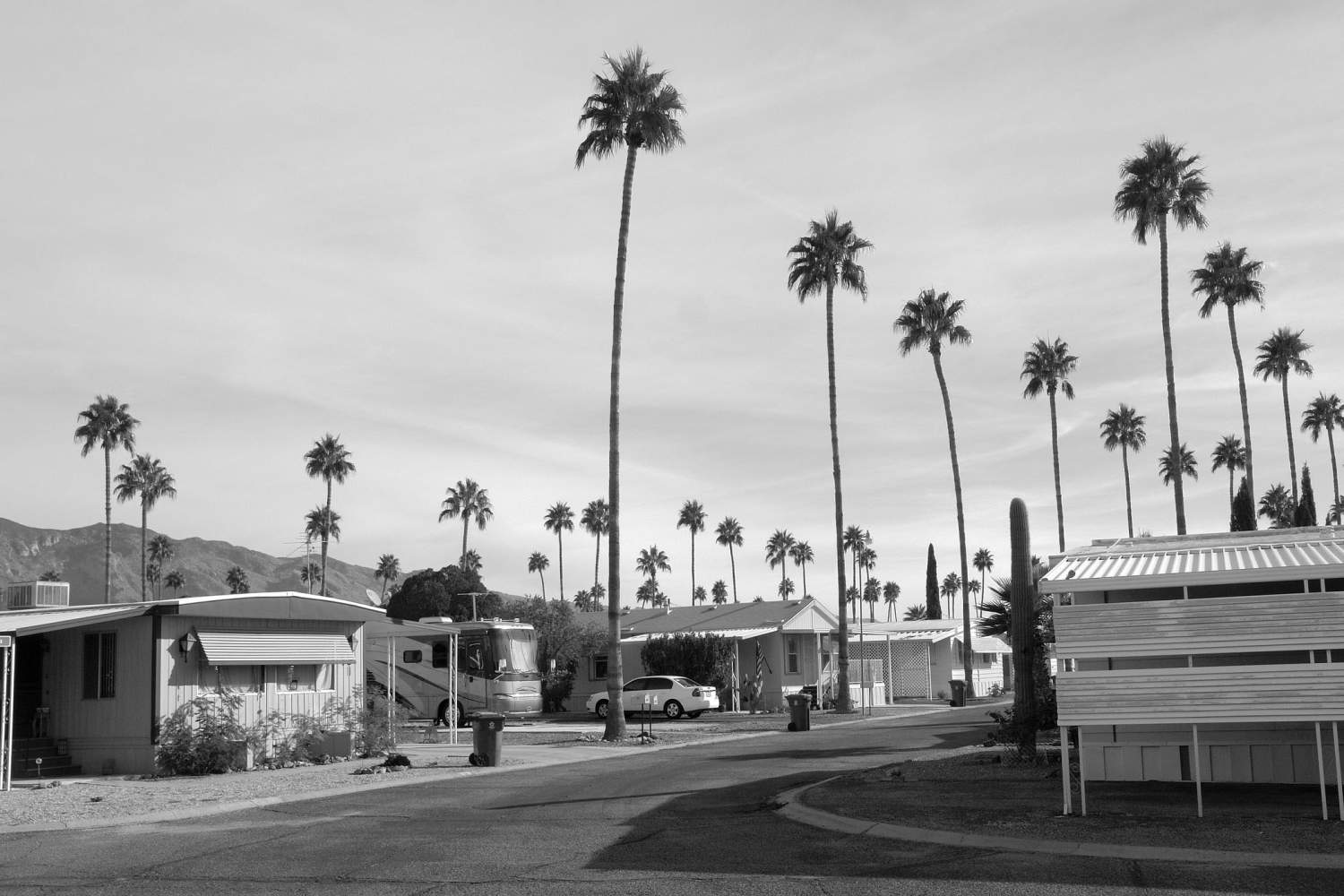 >Bungalow homes and palm trees in Tucson, Arizona.