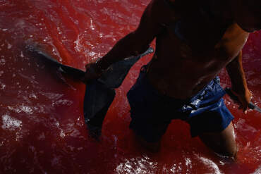 The last Dolphin Hunters